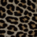 Leopard Imprint