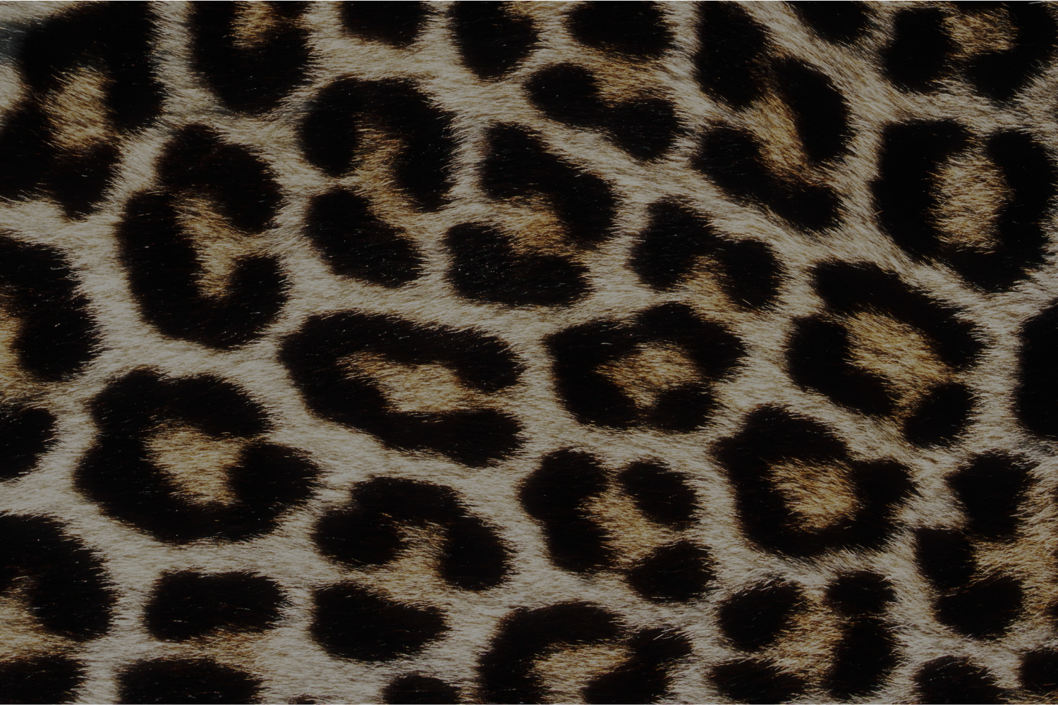 Leopard Imprint